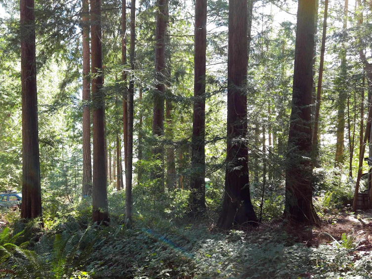 Lot 5 Gavin Road, Keats Island, BC, V0N 1V0 - 4