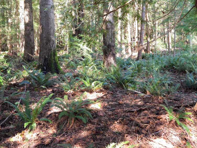Lot 5 Gavin Road, Keats Island, BC, V0N 1V0 - 7