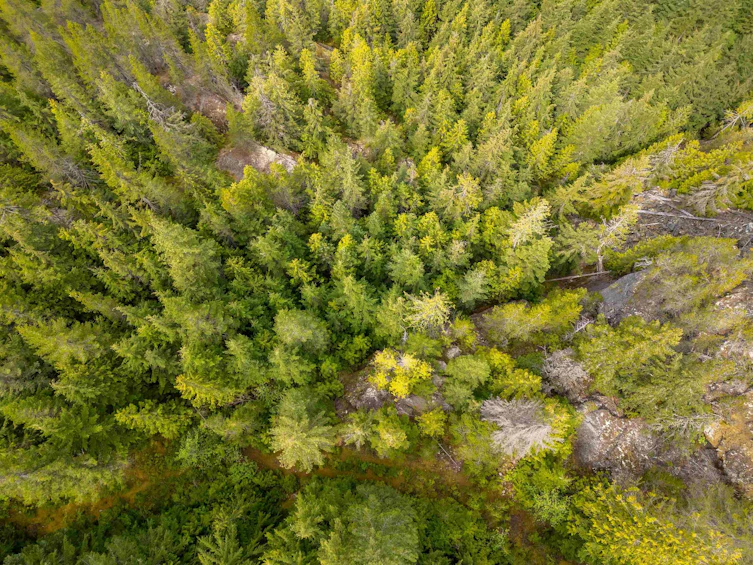 DL 3559 Hwy 99, Whistler, BC - 16