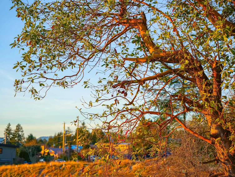 LOT 1 Salal Road, Sechelt, BC, V7Z 0G4 - 15