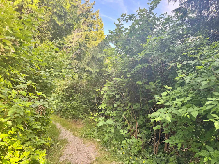 7065 Dale Road, Halfmoon Bay, BC, V7Z 0N2 - 37