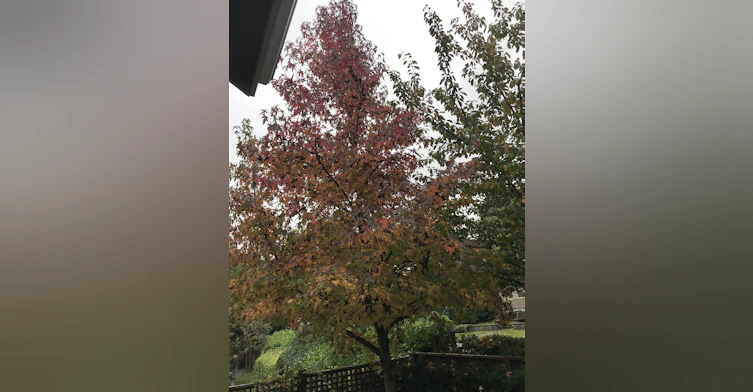 295 W 12th Avenue, Vancouver, BC, V5Y 1T9 - 22