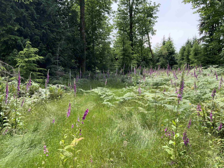 LOT I Cotton Bay Road, Gambier Island, BC, V0N 1V0 - 12