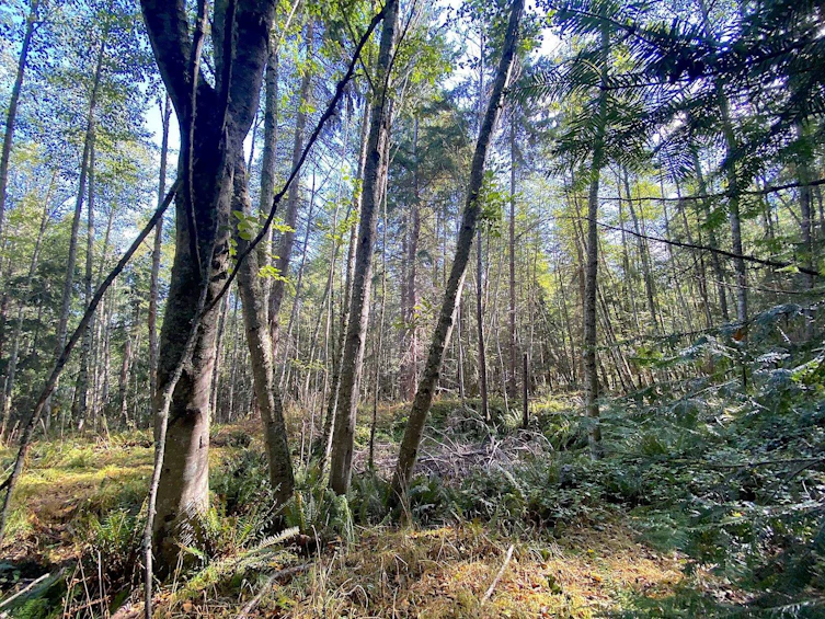Lot 19 Dl 71, Vancouver, BC, V0N 1P0 - 23