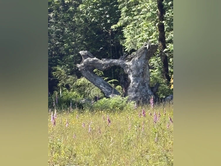 Lot D Elphinstone Crossing, Gibsons, BC, V0N 1V9 - 17
