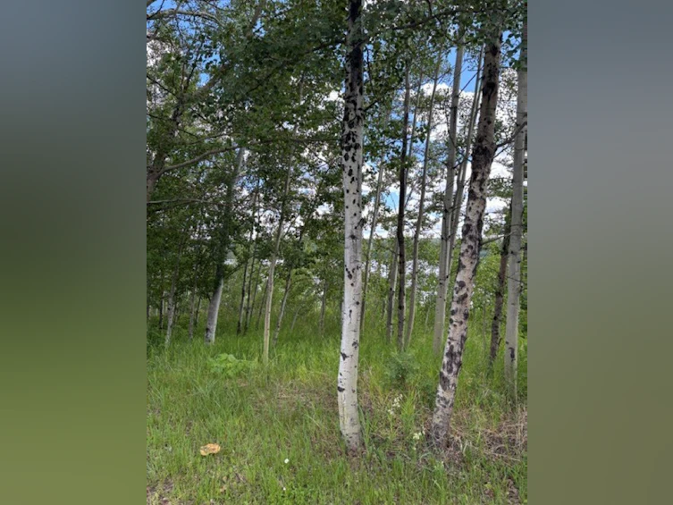 Lot 16 Trout Drive, Lac La Hache, BC, V0K 1T0 - 4