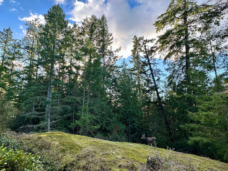 831 Windjammer Road, Bowen Island, BC, V0N 1G2 - 25