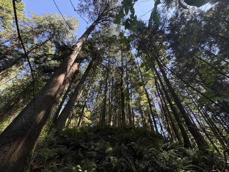 14202 Marc Road, Maple Ridge, BC, V4R 2G5 - 11