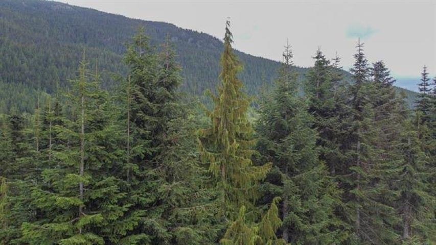 20488 Edelweiss Drive, Mission, BC, V0M 1A1 - 11