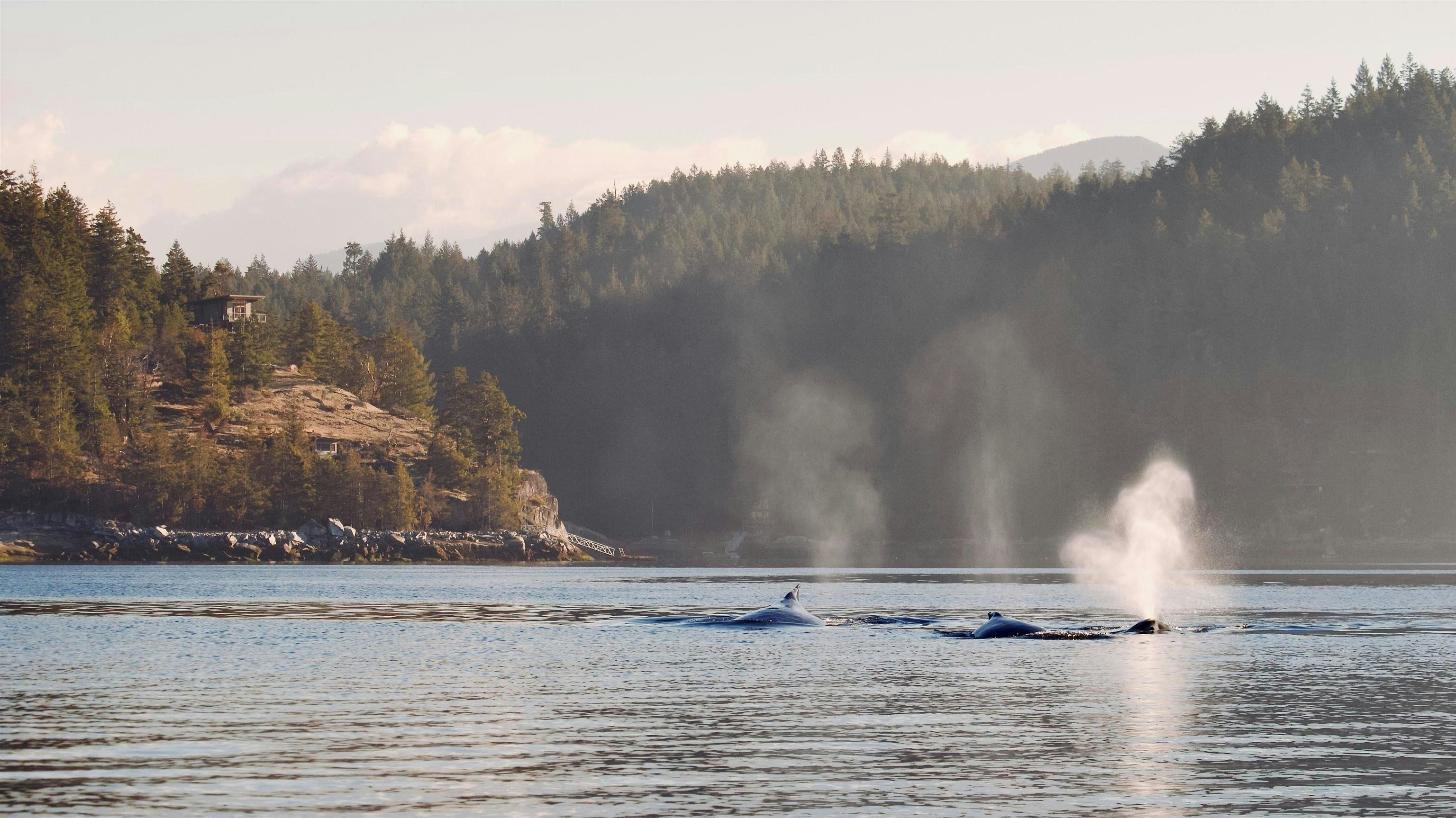 SL 5B Quarry Bay, Nelson Island, BC, V0N 0V0 - 35
