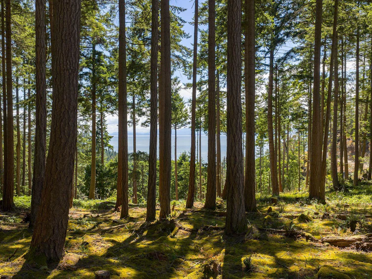 Lot 8 Hayes Road, Bowen Island, BC, V0N 1G2 - 2