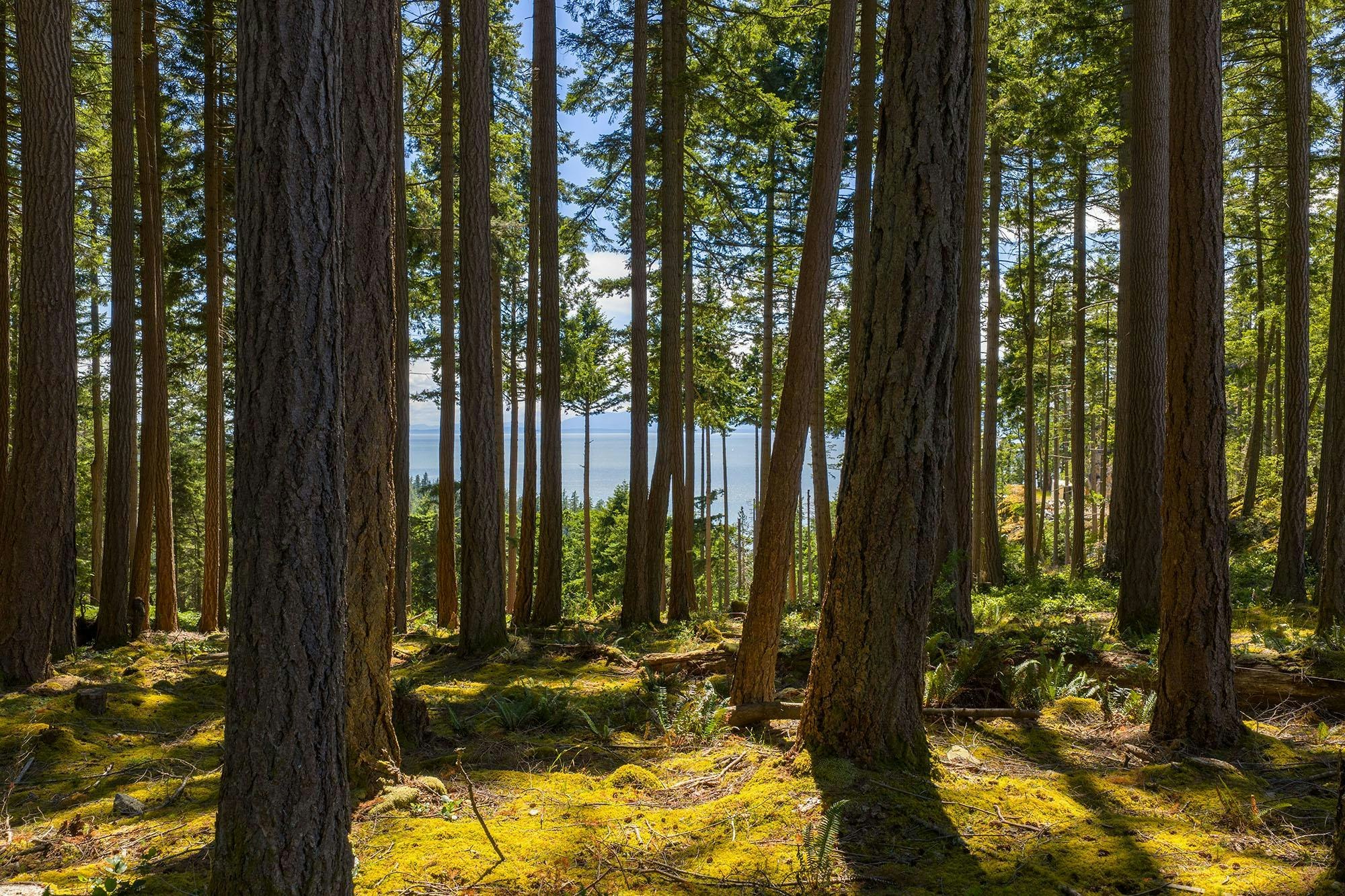 Lot 8 Hayes Road, Bowen Island, BC, V0N 1G2 - 12