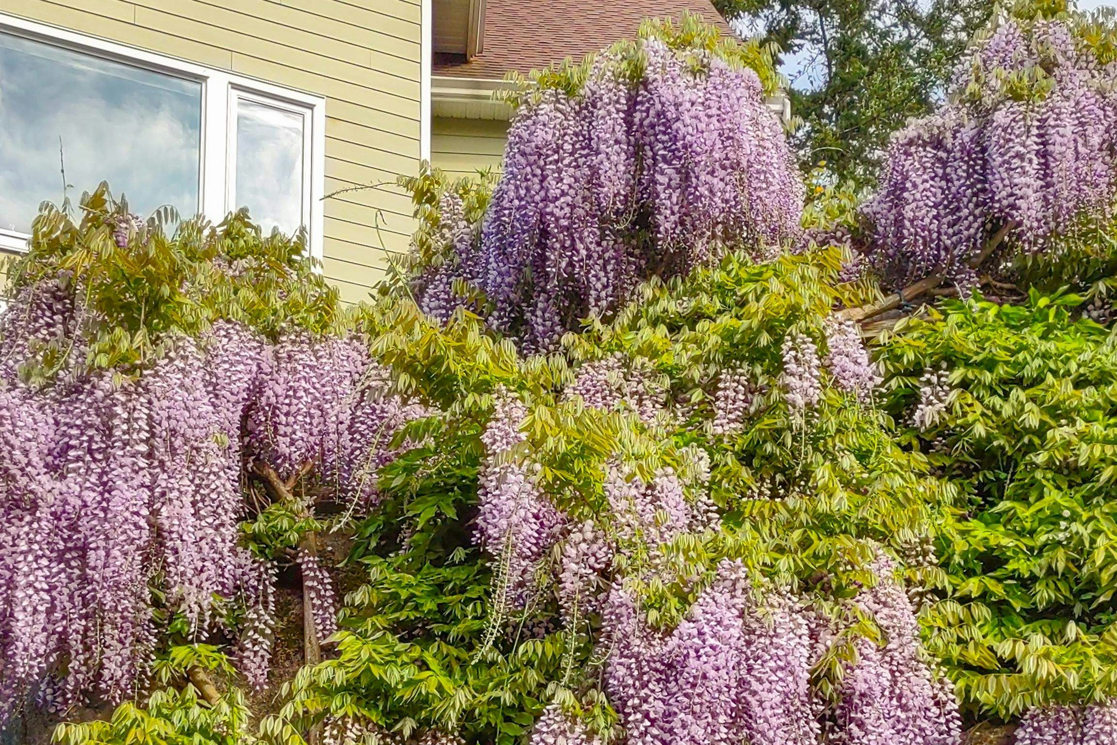 5575 Curran Road, Halfmoon Bay, BC, V7Z 1B4 - 28