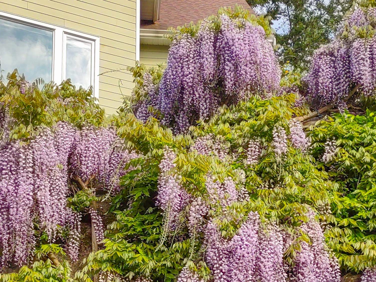 5575 Curran Road, Halfmoon Bay, BC, V7Z 1B4 - 28