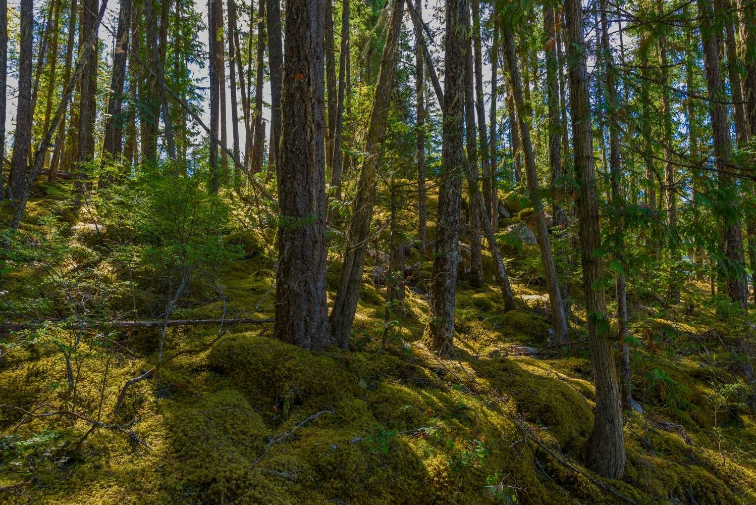 Lot A & Lot 6 Anstey Arm, Sicamous, BC, V0E 2V0 - 4