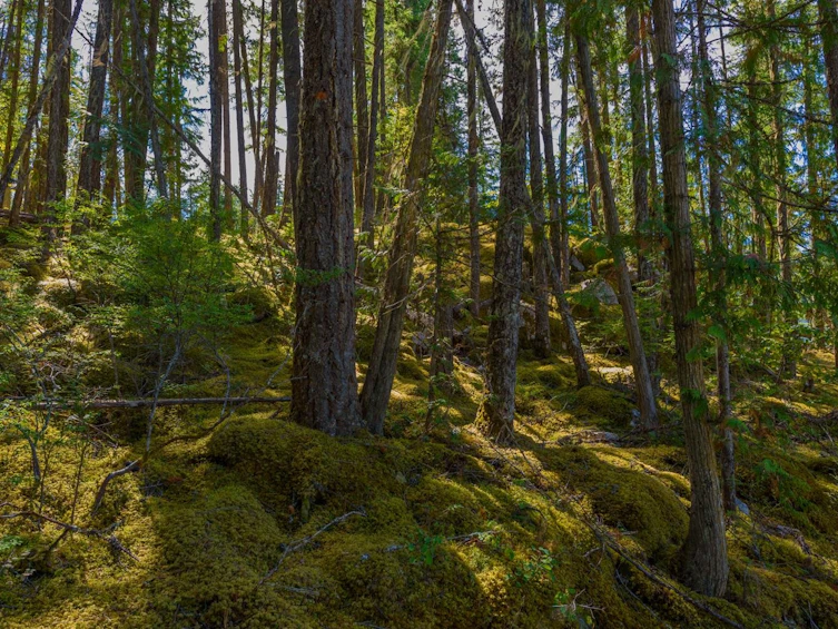 Lot A & Lot 6 Anstey Arm, Sicamous, BC, V0E 2V0 - 4