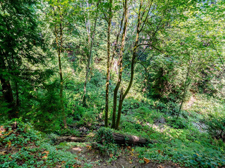 241B Evergreen Drive, Port Moody, BC, V3H 1S1 - 26