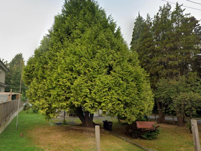 4910 Willingdon Avenue - 3