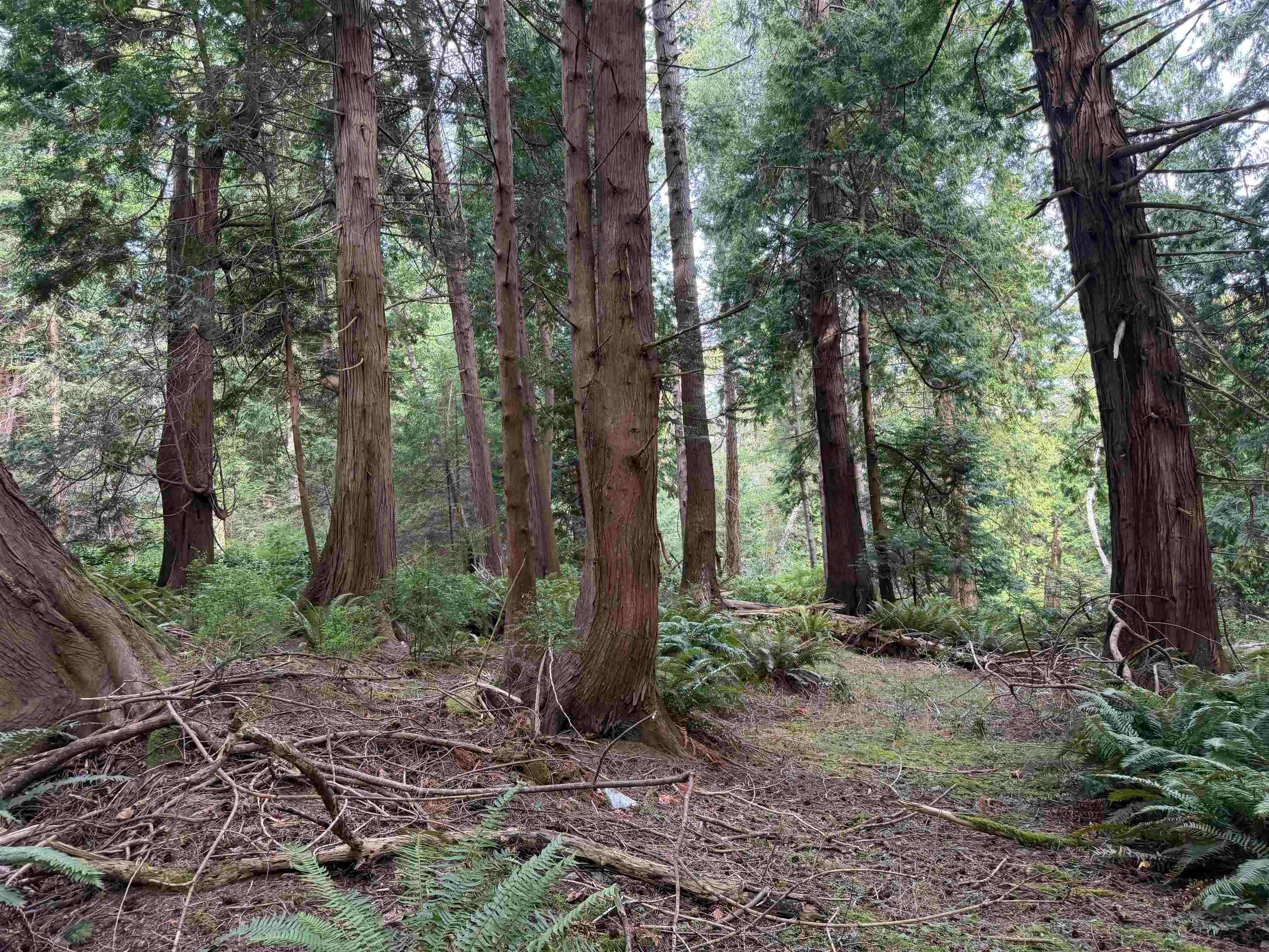 LOT 16 Hairy Elbow Road, Halfmoon Bay, BC, V0N 3A0 - 13