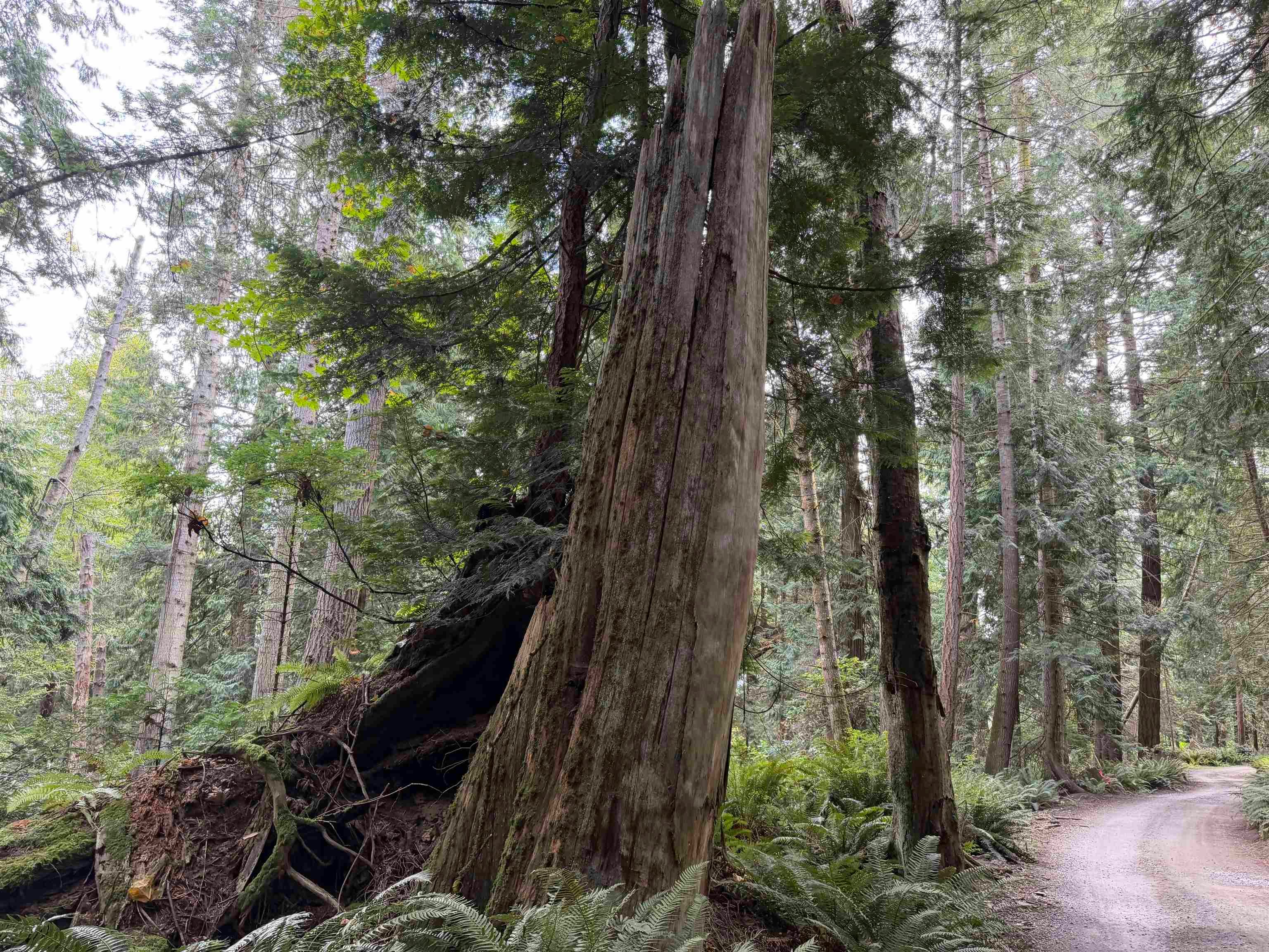 LOT 16 Hairy Elbow Road, Halfmoon Bay, BC, V0N 3A0 - 14
