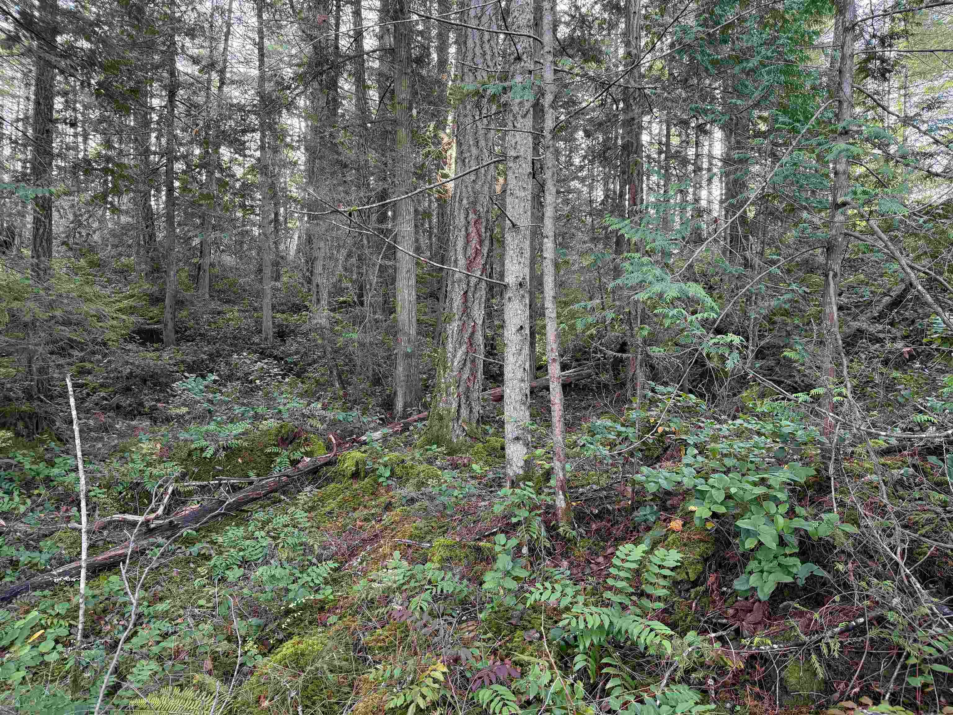 LOT B Francis Peninsula Road, Pender Harbour Egmont, BC, V0N 2H1 - 19