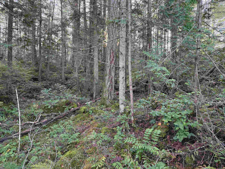LOT B Francis Peninsula Road, Pender Harbour Egmont, BC, V0N 2H1 - 19