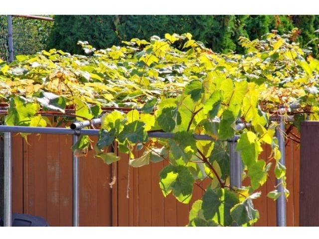 Ground Floor-7222 Pandora Street, Burnaby, BC, V5A 1B9 - 16