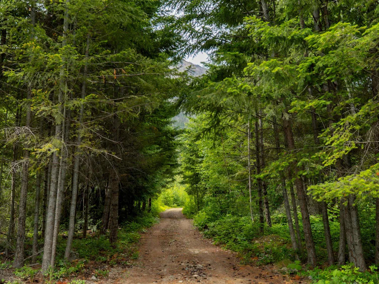 DL3238 Highline Road, Whistler, BC - 29