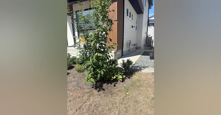 Basement-10539 Mcveety St Street, Maple Ridge, BC, V2W 0K3 - 7