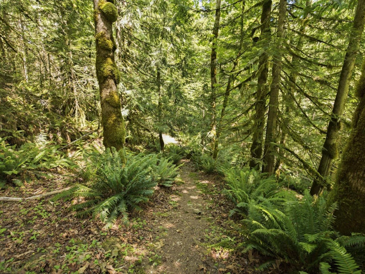 5280 Bear Bay Road, Pender Harbour Egmont, BC, V0N 1S1 - 24