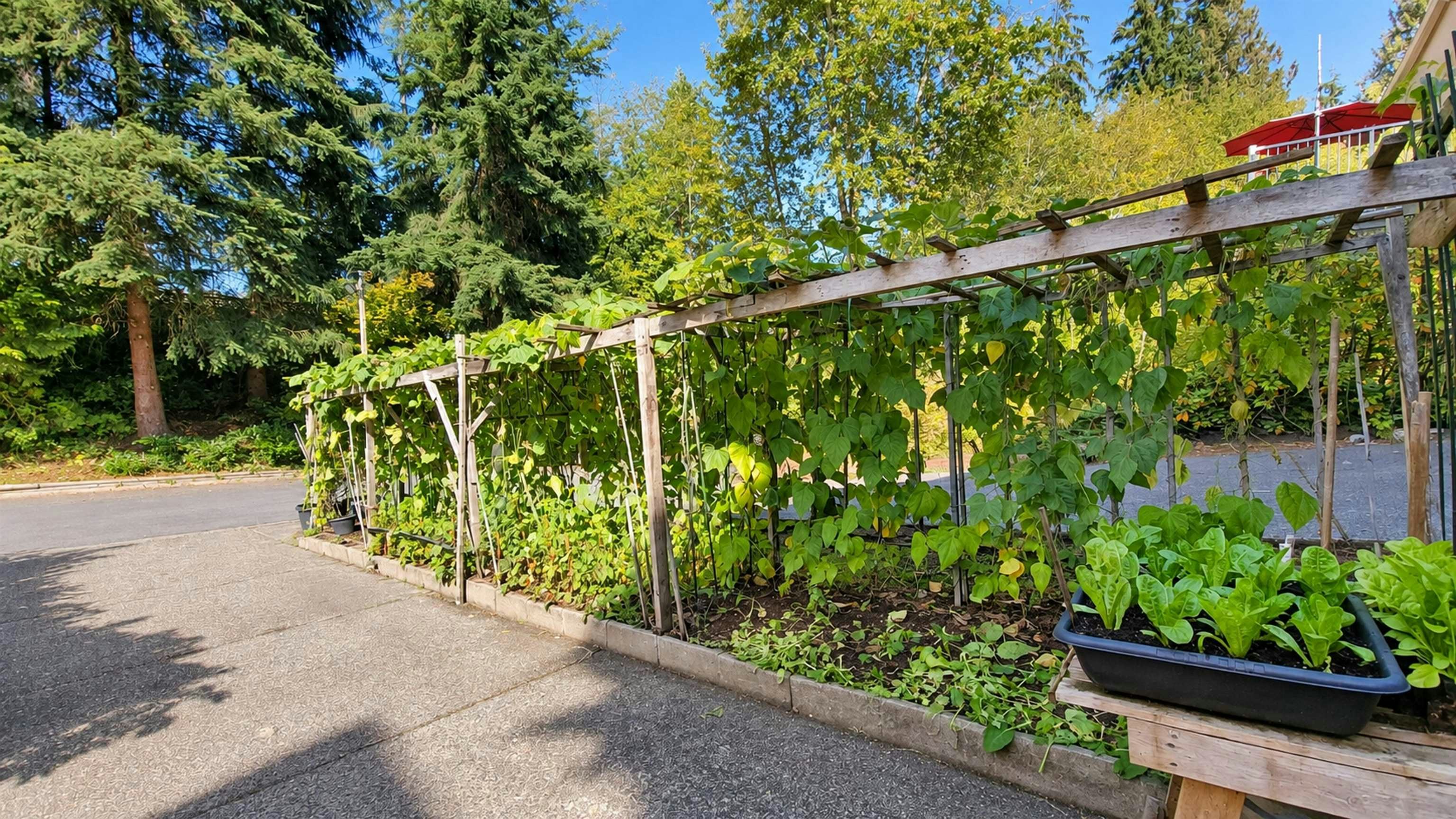 22789 116 Avenue, Maple Ridge, BC, V2X 3N6 - 32