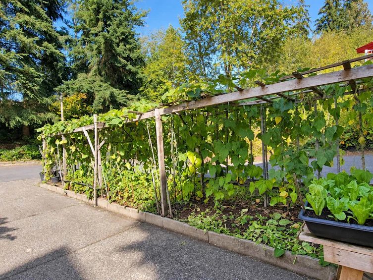 22789 116 Avenue, Maple Ridge, BC, V2X 3N6 - 32