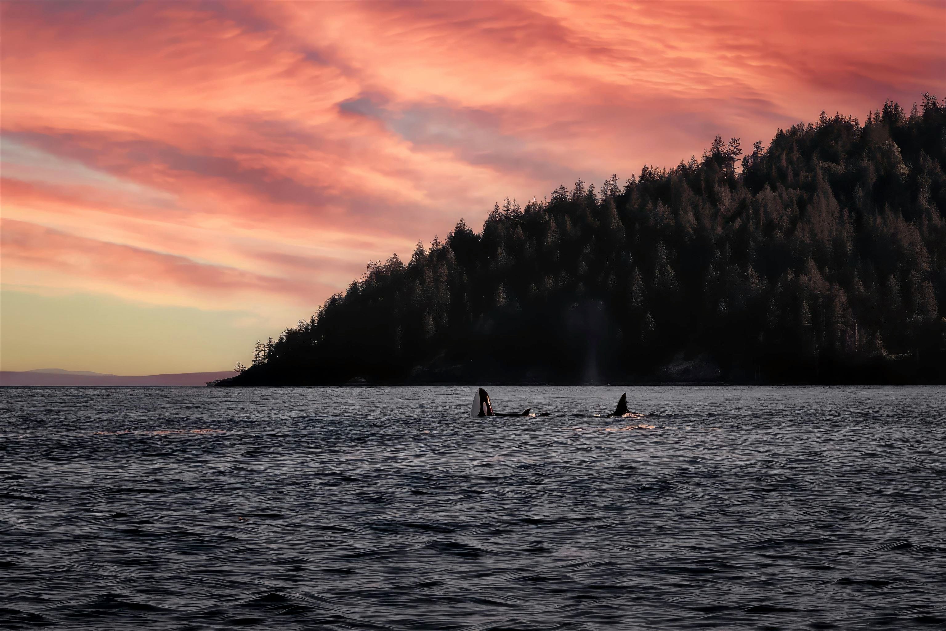 890 The Grove Road, Gambier Island, BC, V0N 1V0 - 37