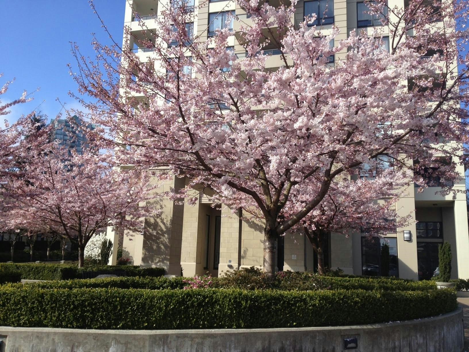 307-4333 Central Boulevard, Burnaby, BC, V5H 4W8