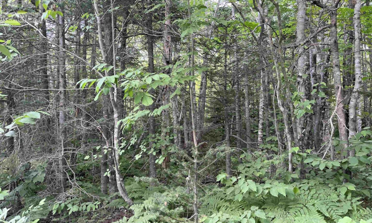 5 Lot-5 Butler Road Road