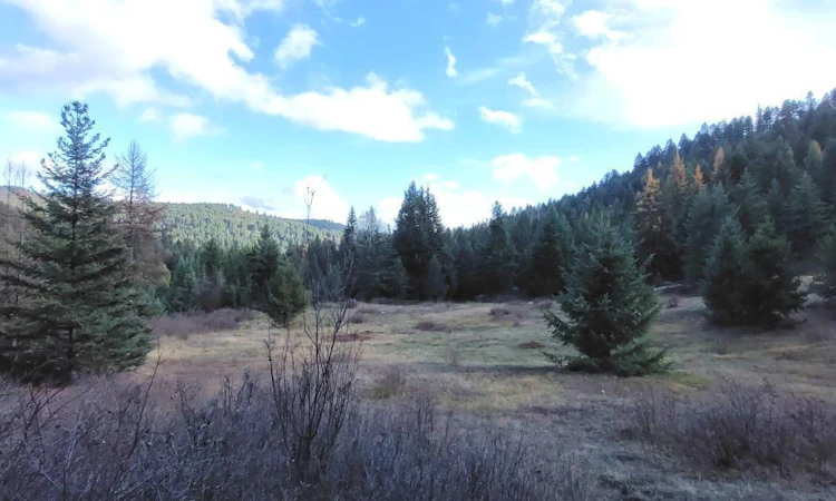 Lot-1213S Ingram Creek Forest Service Road