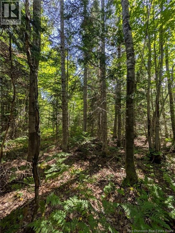 28 Acres Rue Des Fondateurs, Paquetville, NB, E8R 1B3