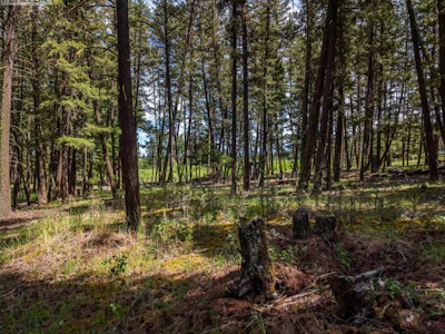 LOT-2 Lac La Hache Station Road - 4