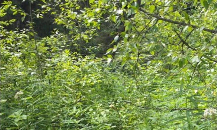 Lot-2 Chief Lake Po Road