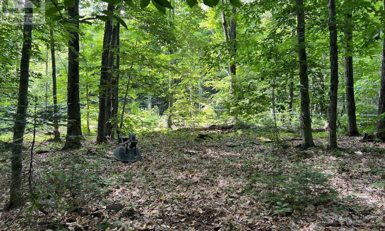 99 Forest View Road