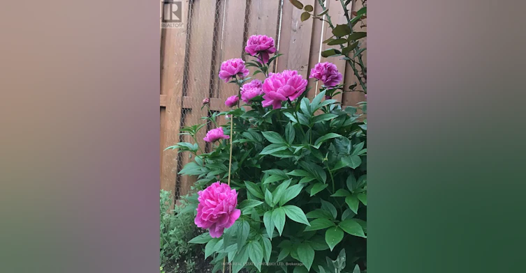 1531 Horseshoe Crescent, London, ON, N5X 0L3 - 23