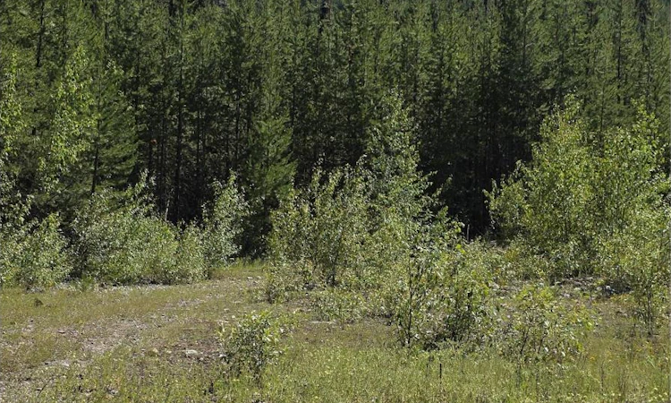 KM15 Nicholson Creek Road