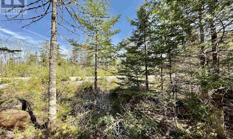 Lot-32 Dynasty Court