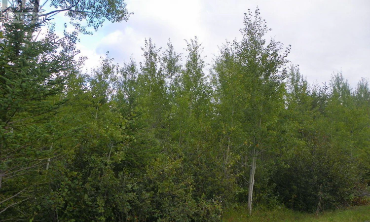 PT 1-6R8933 Playfair Twp Blue Jay Road
