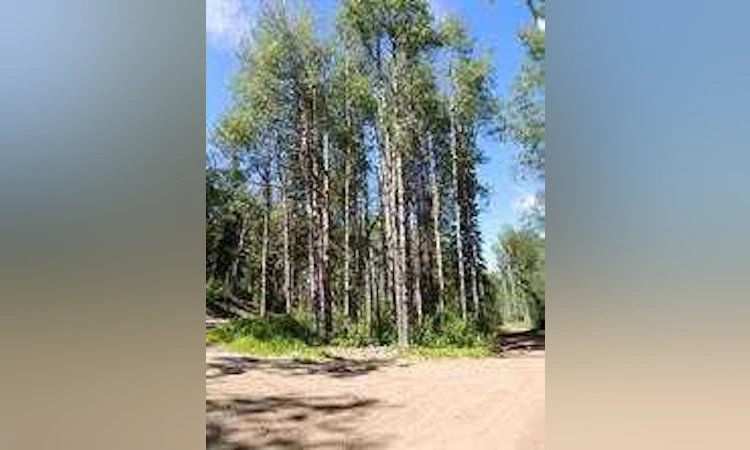 Lot #7 Wapiti River Sw 21 69 10 W6