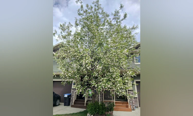 #15-4603 Ryders Ridge Boulevard