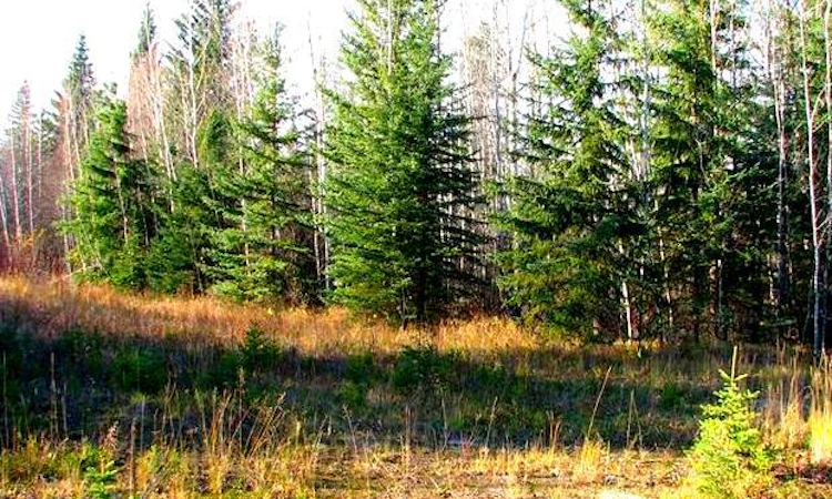 Lot 4 Old Mission Road