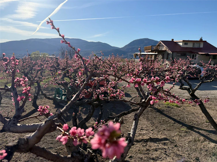235 N Middle Bench Road, Penticton, BC, V2A 8S5 - 60