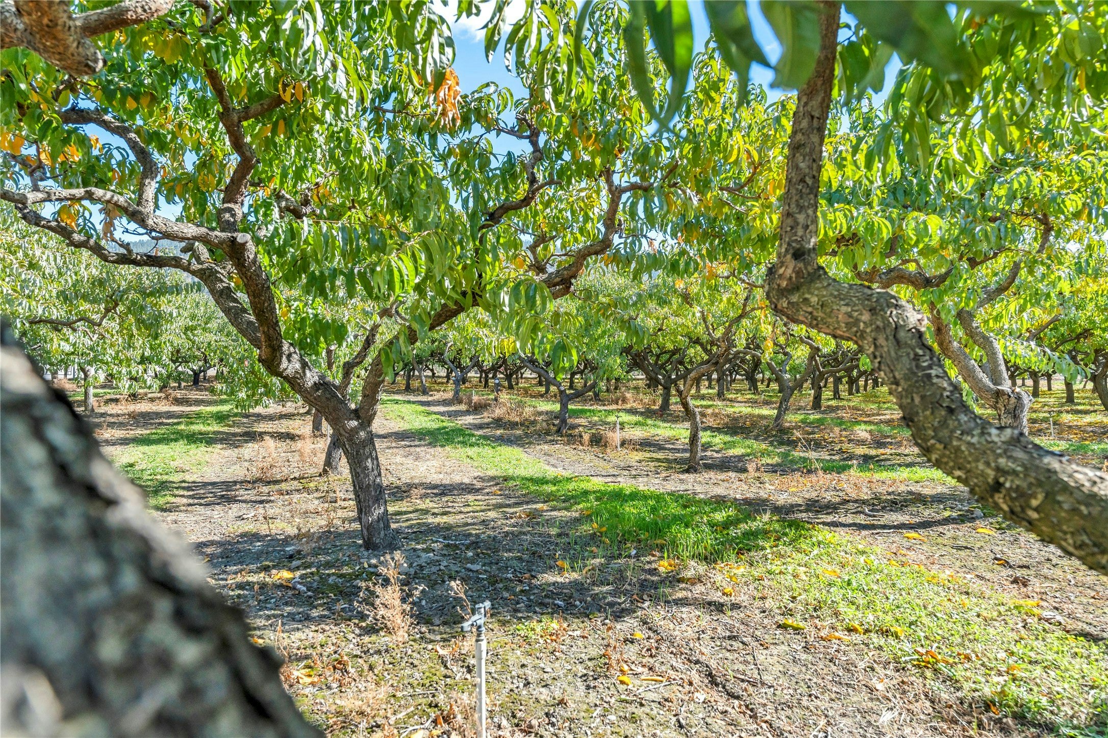 235 N Middle Bench Road, Penticton, BC, V2A 8S5 - 44