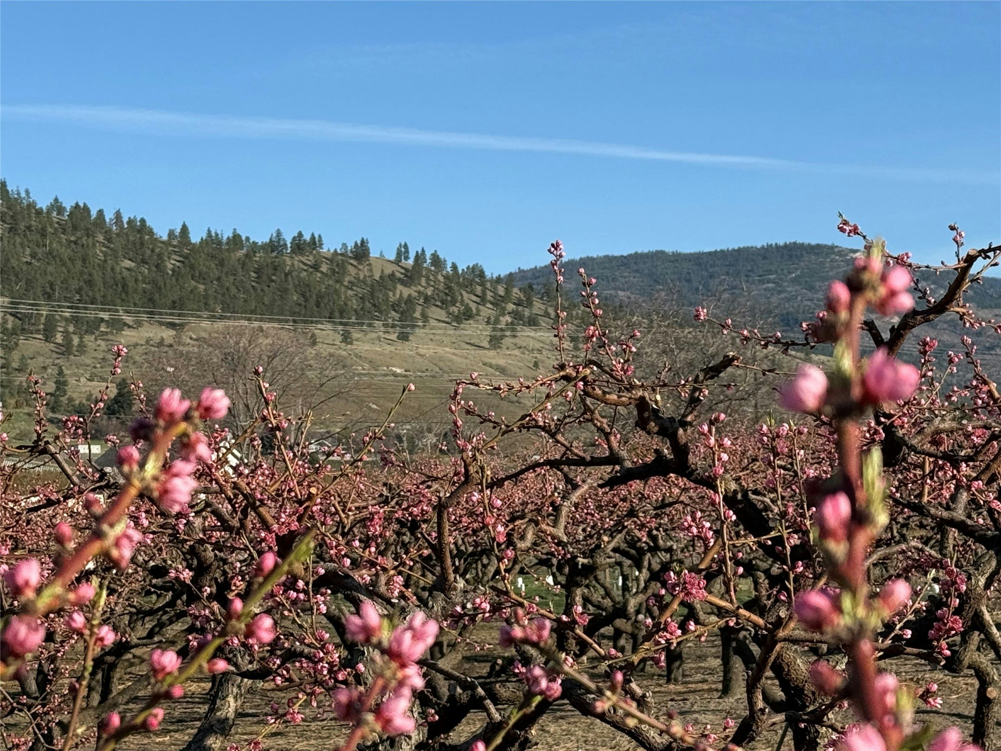 235 N Middle Bench Road, Penticton, BC, V2A 8S5 - 62